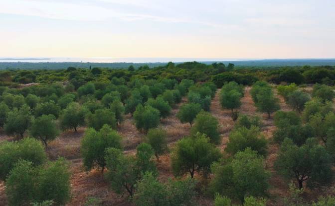 Farm/Ranch for Sale Fazanska cesta 53, 52215. Photo#9