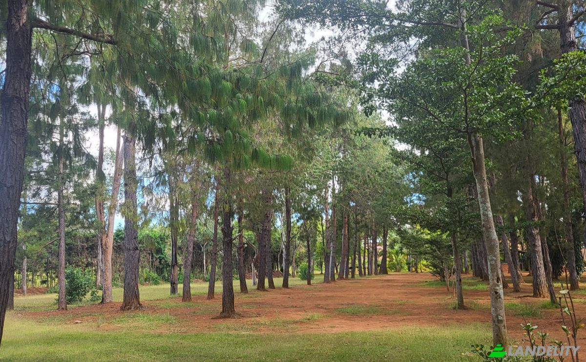 Mansion for Sale RN7, Ambohimanamora, Antsirabe I, Vakinankaratra, Madagascar. Photo 17