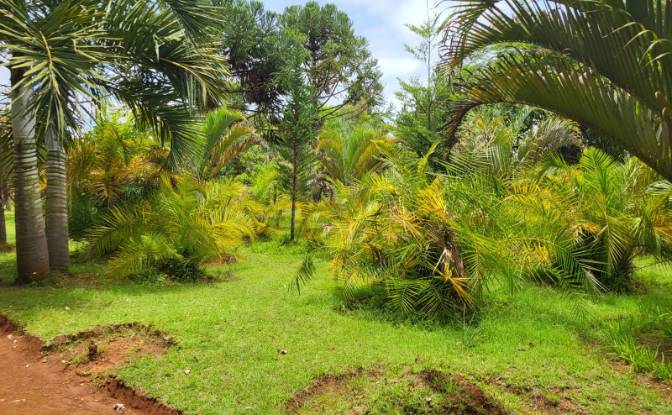 Mansion for Sale RN7, Ambohimanamora, Antsirabe I. Photo#5 Mansion for Sale RN7, Ambohimanamora, Antsirabe I. Photo#5