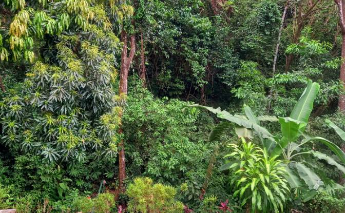 Investing/Development for Sale Quepos. Photo#4