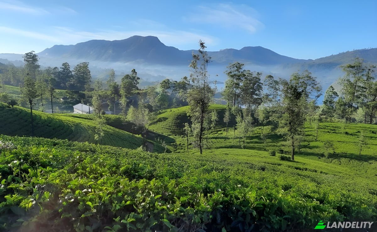Lotto di terreno in vendita Kelaniya Tea Factory, Norton, Maskeliya Rd, Maskeliya, Nuwara Eliya, Central Province, Sri Lanka. Foto 2