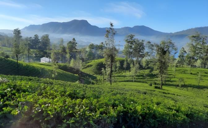 Lotto di terreno in vendita Kelaniya Tea Factory. Foto#2