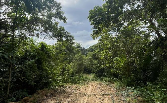 Land Lot for Sale - Loboc, Philippines