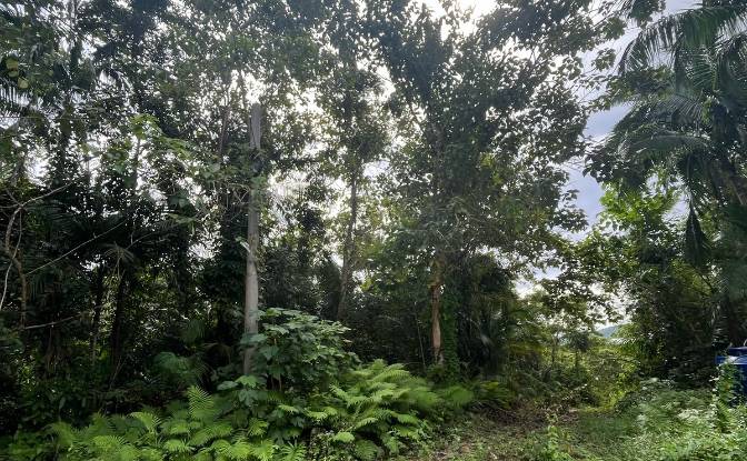 Land Lot for Sale Loboc, Bohol, Central Visayas. Photo#10 Land Lot for Sale Loboc, Bohol, Central Visayas. Photo#10
