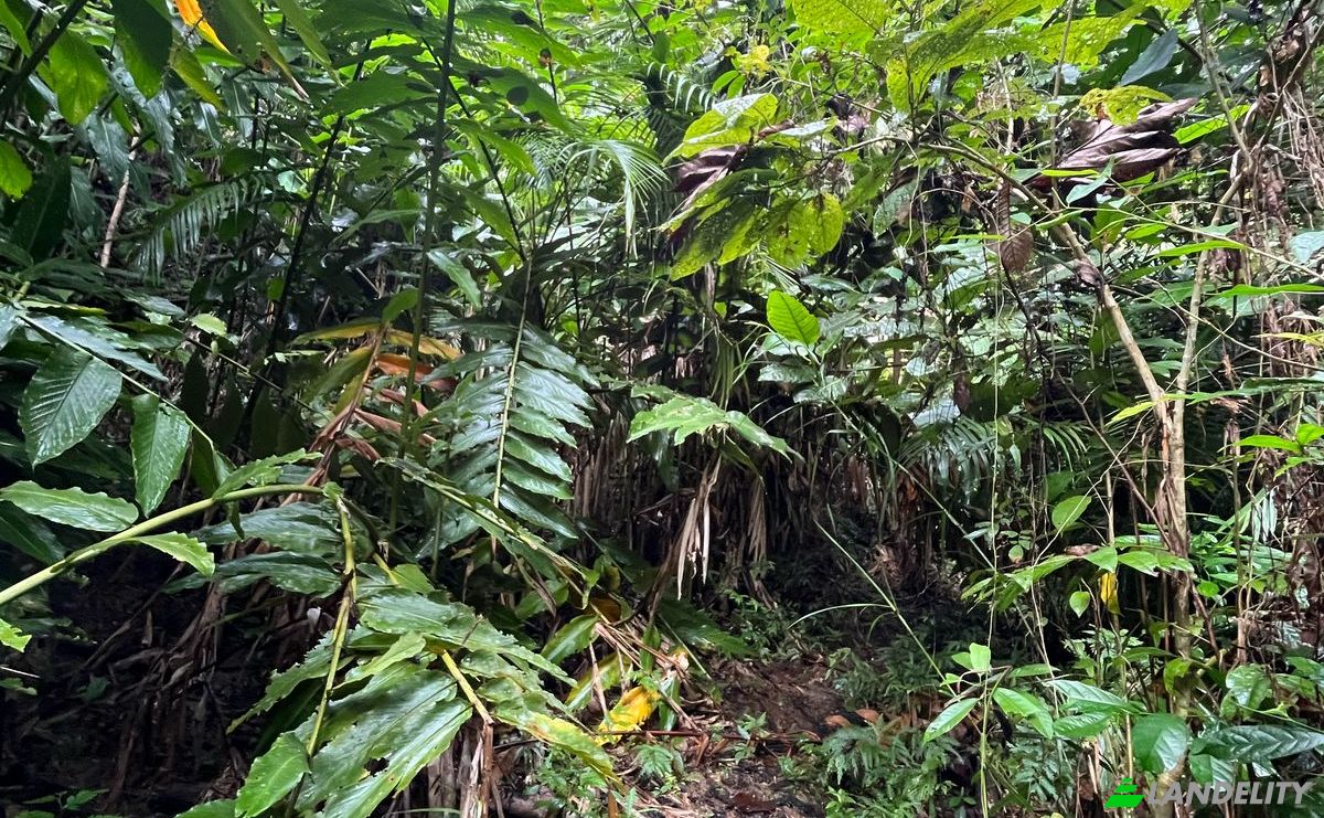 Land Lot for Sale Loboc, Bohol, Central Visayas, Philippines. Photo 11
