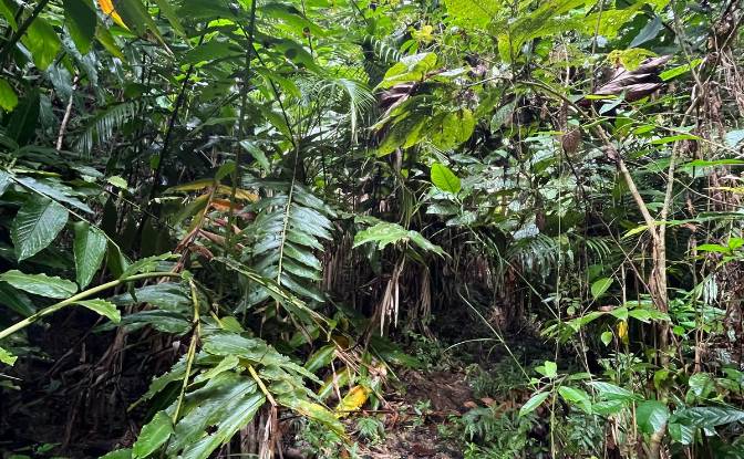Land Lot for Sale Loboc, Bohol, Central Visayas. Photo#11 Land Lot for Sale Loboc, Bohol, Central Visayas. Photo#11