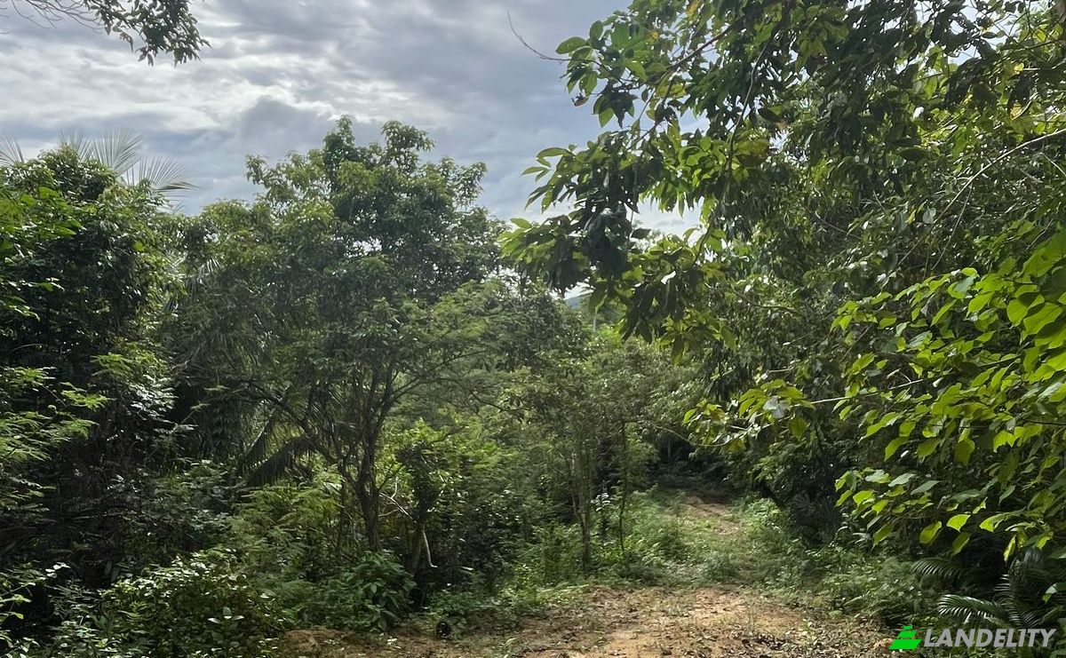 Land Lot for Sale Loboc, Bohol, Central Visayas, Philippines. Photo 6