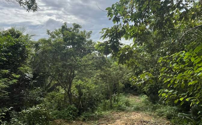 Land Lot for Sale Loboc, Bohol, Central Visayas. Photo#6 Land Lot for Sale Loboc, Bohol, Central Visayas. Photo#6