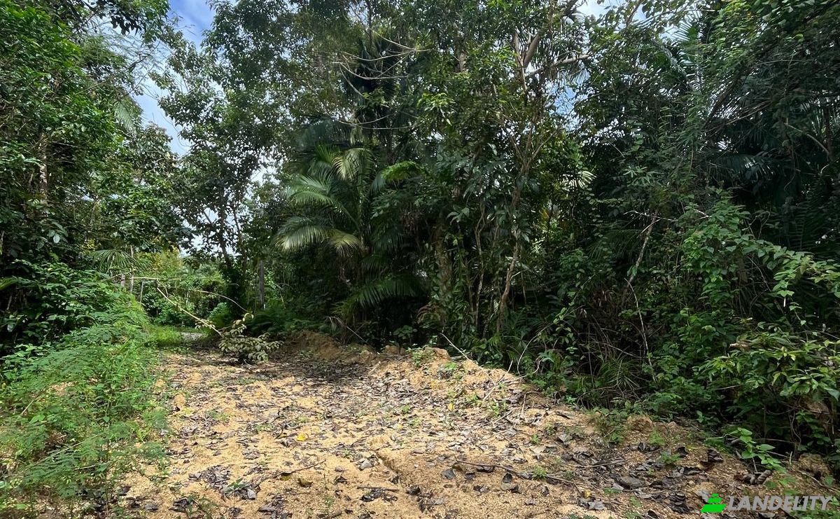 Land Lot for Sale Loboc, Bohol, Central Visayas, Philippines. Photo 8