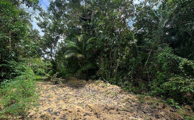 Land Lot for Sale Loboc, Bohol, Central Visayas. Photo#8 Land Lot for Sale Loboc, Bohol, Central Visayas. Photo#8
