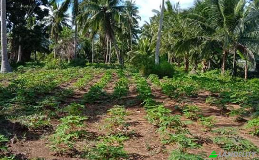 Land Lot for Sale Blk Lot Imperial Ridgeview Subdivision, Sorsogon City, Sorsogon, Bicol, Philippines. Photo 3