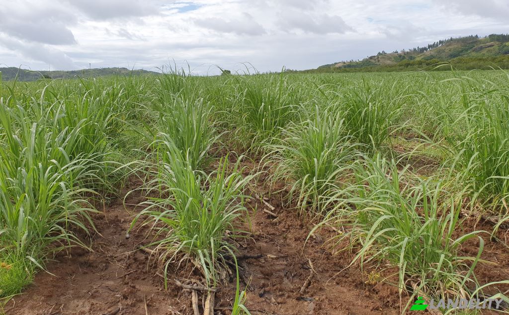 Land Lot for Sale Mataniwai Road, Naleba, Labasa, Northern Division, Fiji. Photo 1