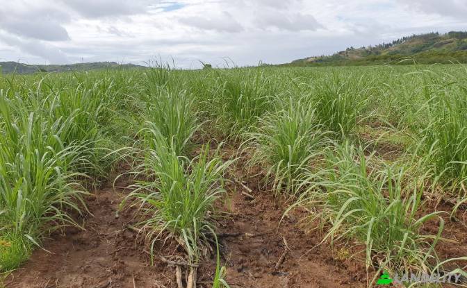 Land Lot for Sale - Naleba, Fiji