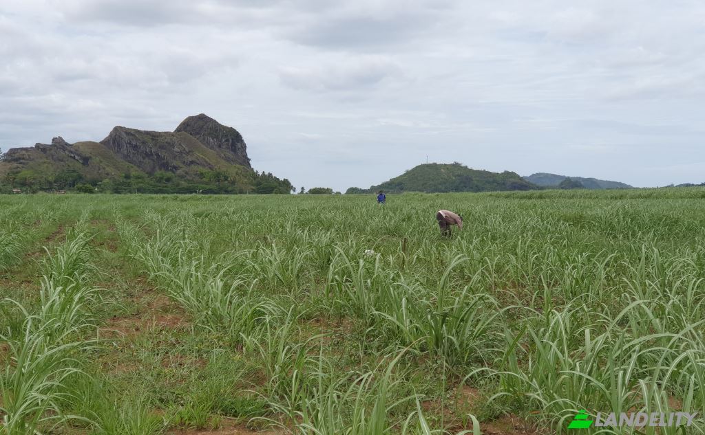 Land Lot for Sale Mataniwai Road, Naleba, Labasa, Northern Division, Fiji. Photo 5
