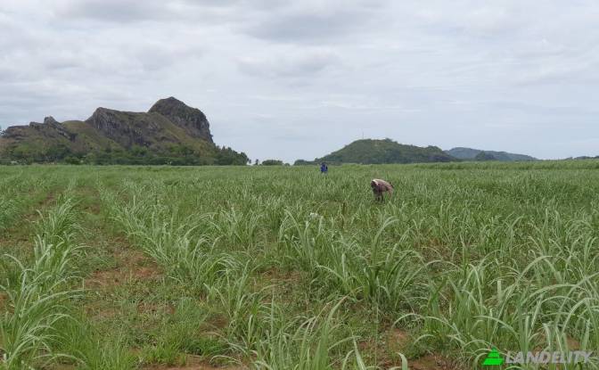 Land Lot for Sale Mataniwai Road, Naleba, Labasa. Photo#5