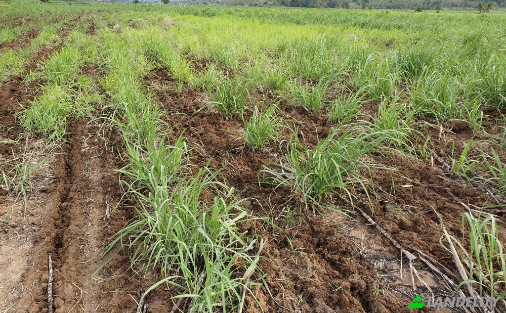 Land Lot for Sale Mataniwai Road, Naleba, Labasa, Northern Division, Fiji. Photo 6