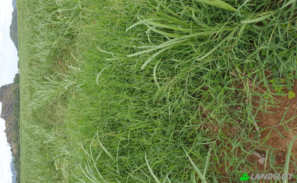 Land Lot for Sale Mataniwai Road, Naleba, Labasa, Northern Division, Fiji. Photo 8