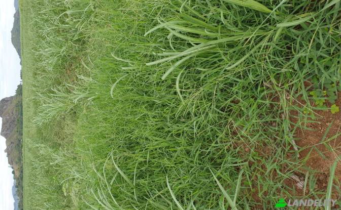 Land Lot for Sale Mataniwai Road, Naleba, Labasa. Photo#8