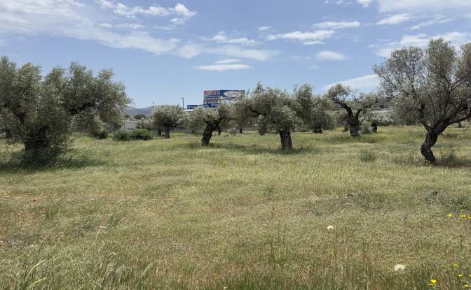 Land Lot for Sale EparOd Kerateas-Anavissou 77. Photo#2