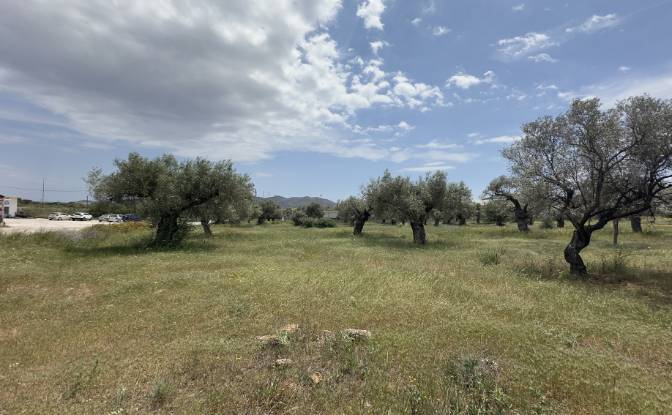 Land Lot for Sale EparOd Kerateas-Anavissou 77. Photo#3