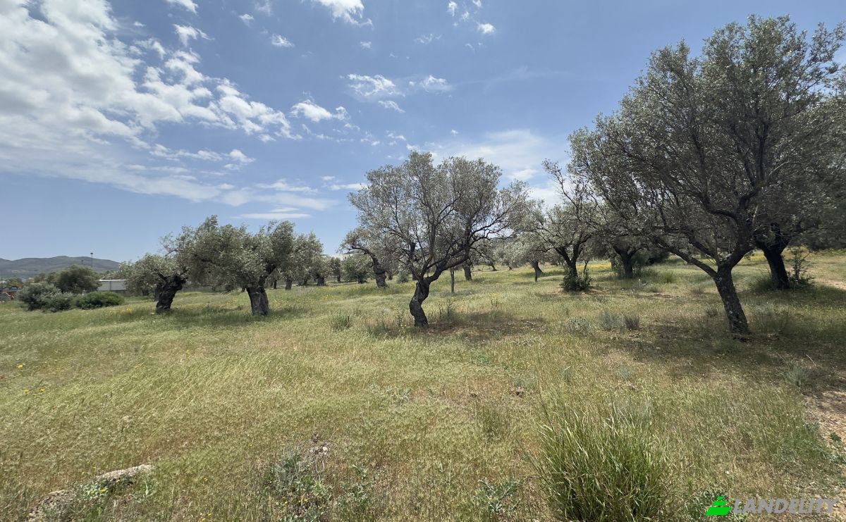 Land Lot for Sale EparOd Kerateas-Anavissou 77, Keratea 190 01, Keratea, Attica, Decentralized Administration of Attica, Greece. Photo 5