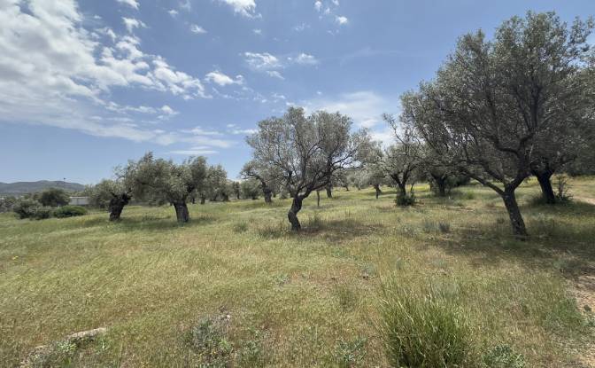 Land Lot for Sale EparOd Kerateas-Anavissou 77. Photo#5