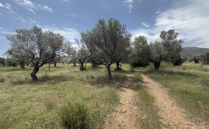 Land Lot for Sale EparOd Kerateas-Anavissou 77. Photo#7
