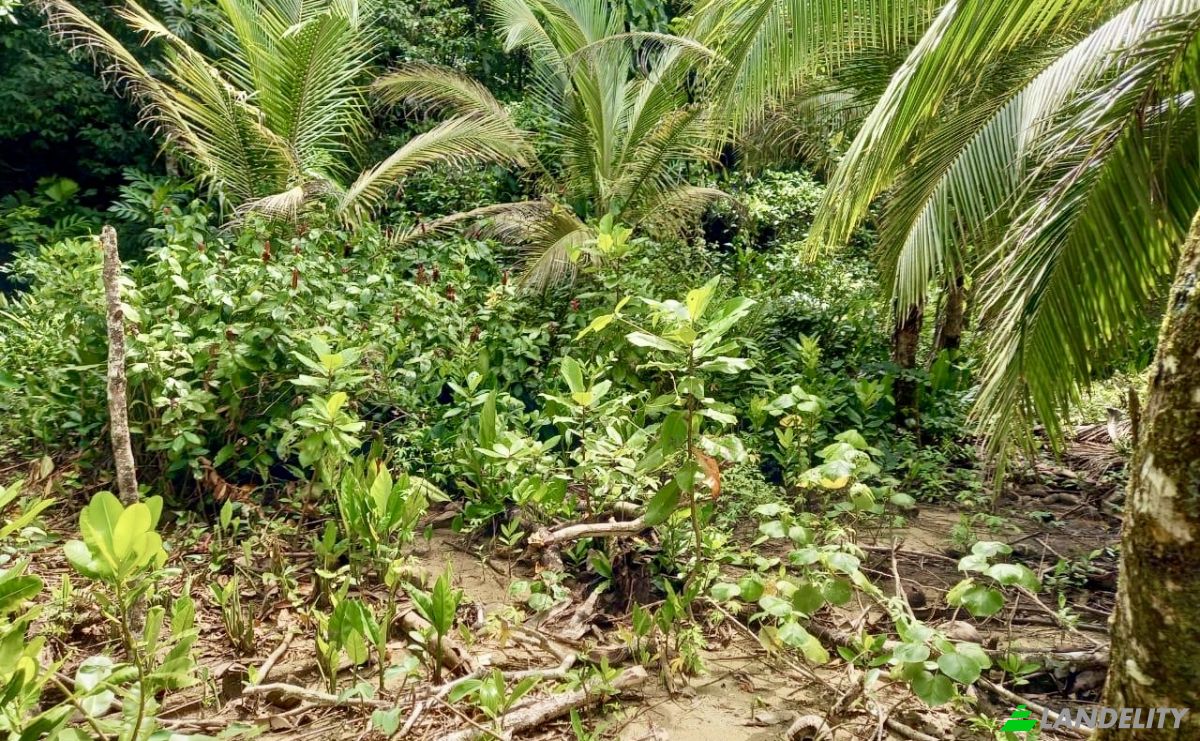 Investing/Development for Sale Parque Nacional Isla Bastimentos, Bastimento, Provincia de Bocas del Toro, Bastimentos Island, Bocas del Toro District, Bocas del Toro Province, Panama. Photo 3