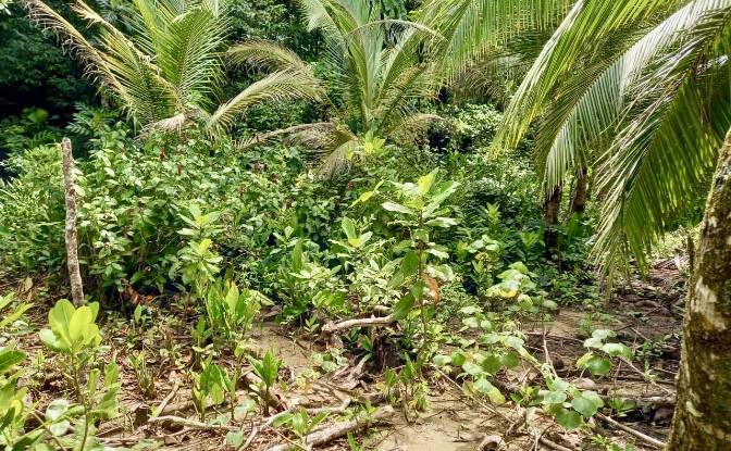 Investing/Development for Sale Parque Nacional. Photo#3 Investing/Development for Sale Parque Nacional. Photo#3