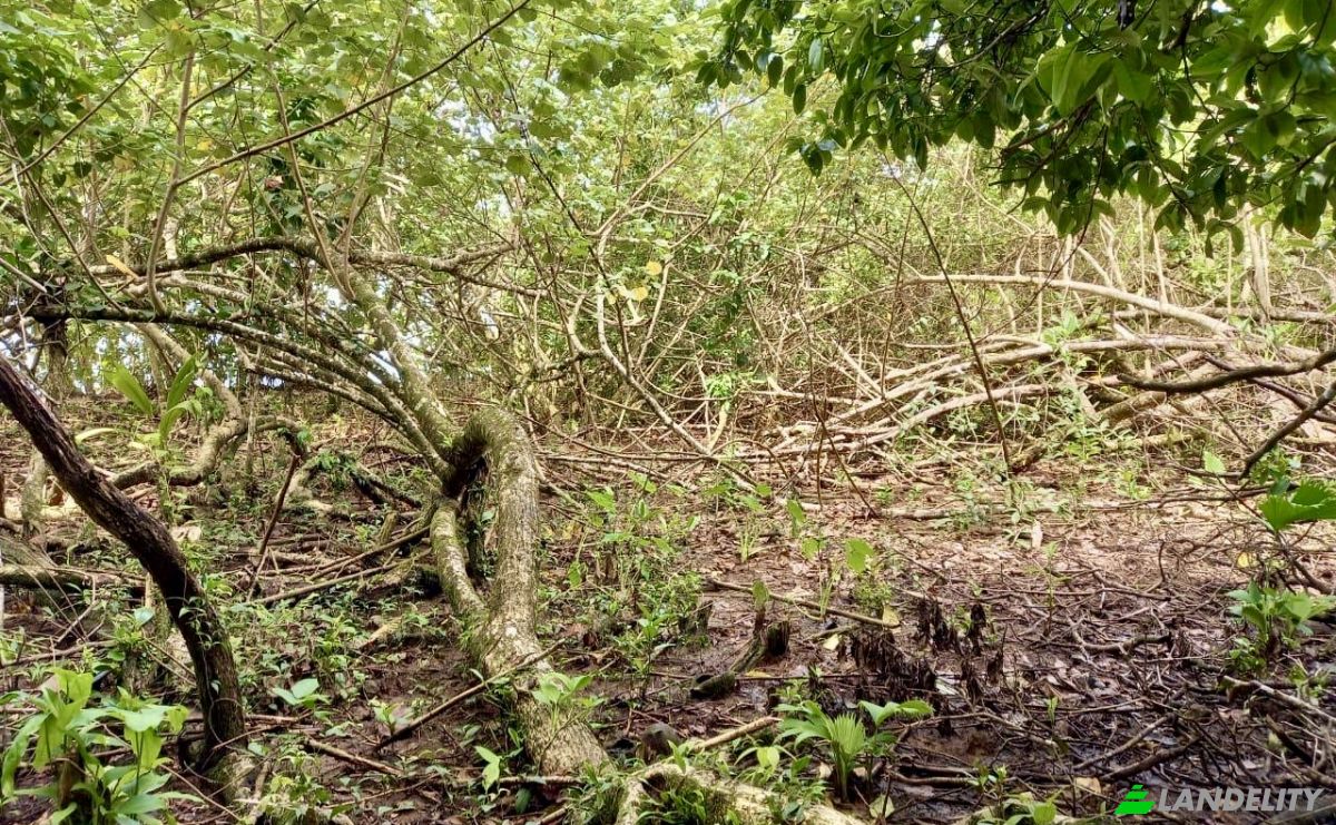 Investing/Development for Sale Parque Nacional Isla Bastimentos, Bastimento, Provincia de Bocas del Toro, Bastimentos Island, Bocas del Toro District, Bocas del Toro Province, Panama. Photo 7