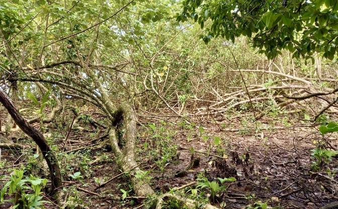 Investing/Development for Sale Parque Nacional. Photo#7 Investing/Development for Sale Parque Nacional. Photo#7