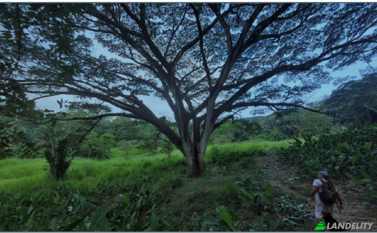 Investing/Development for Sale Via Sin Nombre, Provincia de Puntarenas, Puntarenas, Puntarenas Province, Costa Rica. Photo 2