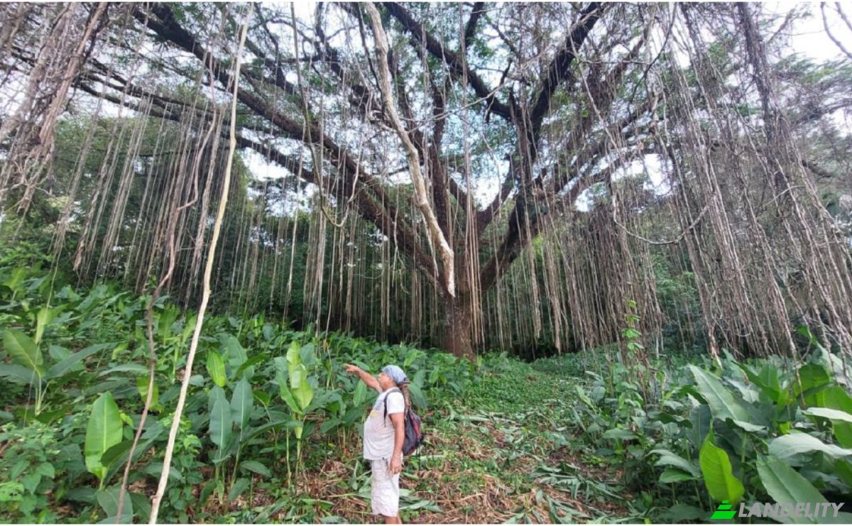 Investing/Development for Sale Via Sin Nombre, Provincia de Puntarenas, Puntarenas, Puntarenas Province, Costa Rica. Photo 7
