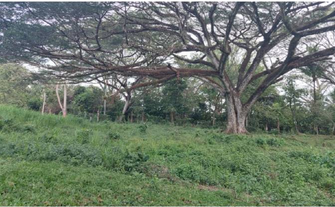 Investing/Development for Sale Via Sin Nombre. Photo#8