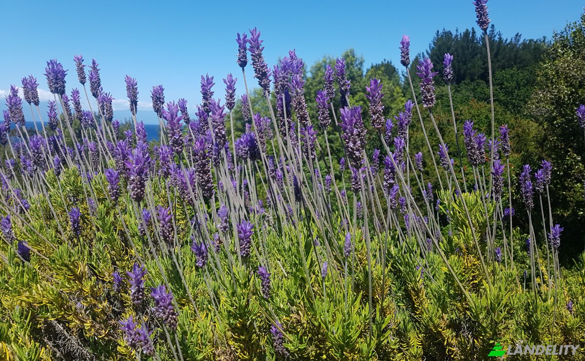 Land Lot for Sale Frutillar, Llanquihue Province, Los Lagos, Chile. Photo 18