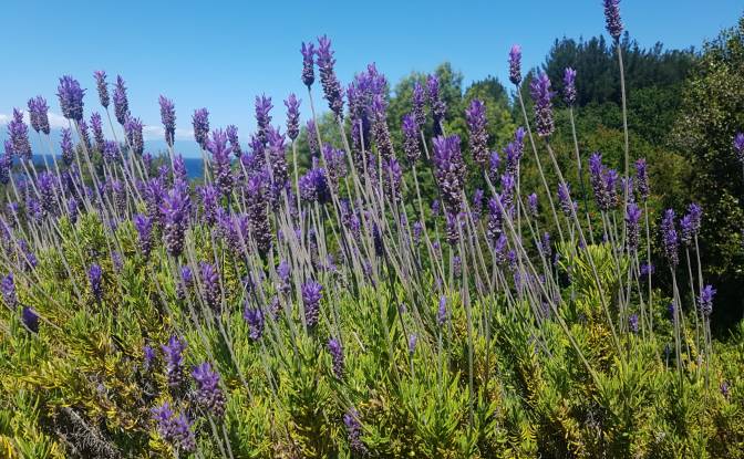 Land Lot for Sale Frutillar, Llanquihue Province. Photo#18