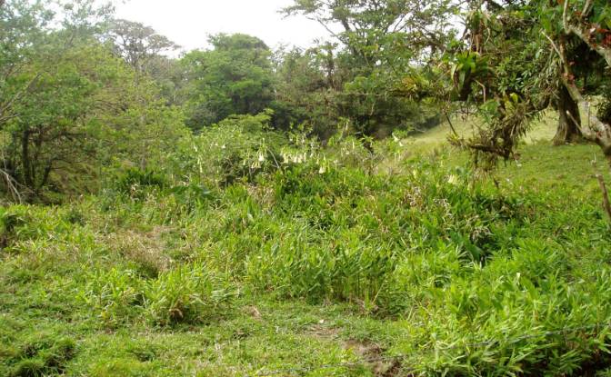 Land Lot for Sale Via Sin Nombre. Photo#3