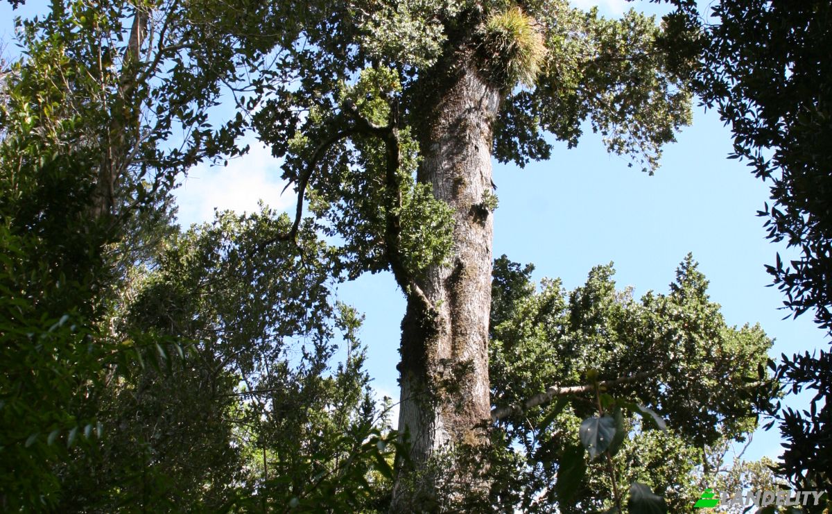 Investing/Development for Sale Fresia, Llanquihue Province, Los Lagos, Chile. Photo 13