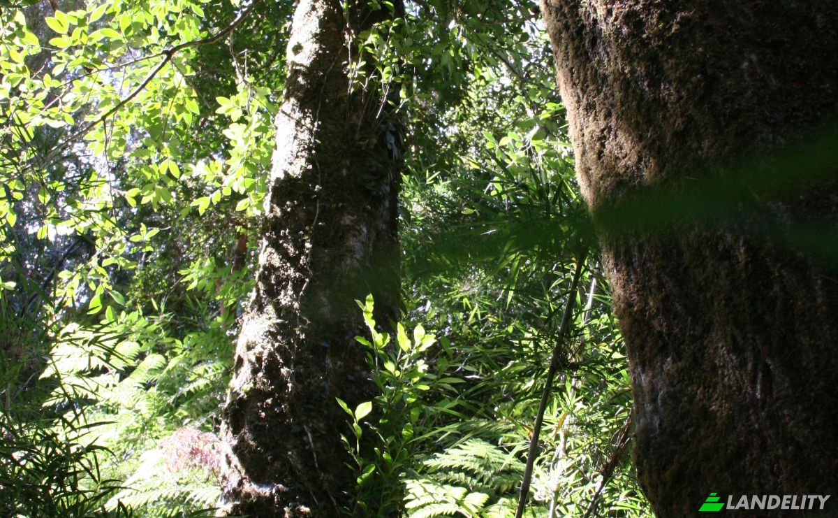 Investing/Development for Sale Fresia, Llanquihue Province, Los Lagos, Chile. Photo 14