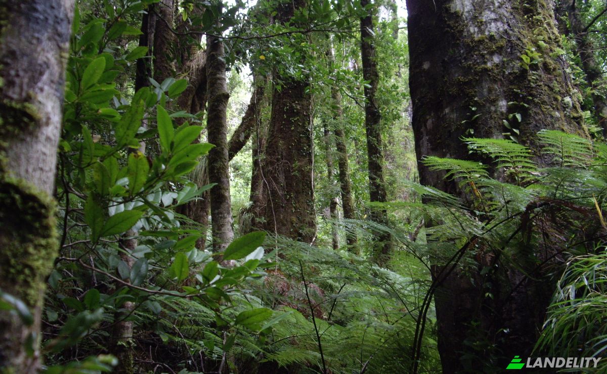 Investing/Development for Sale Fresia, Llanquihue Province, Los Lagos, Chile. Photo 4