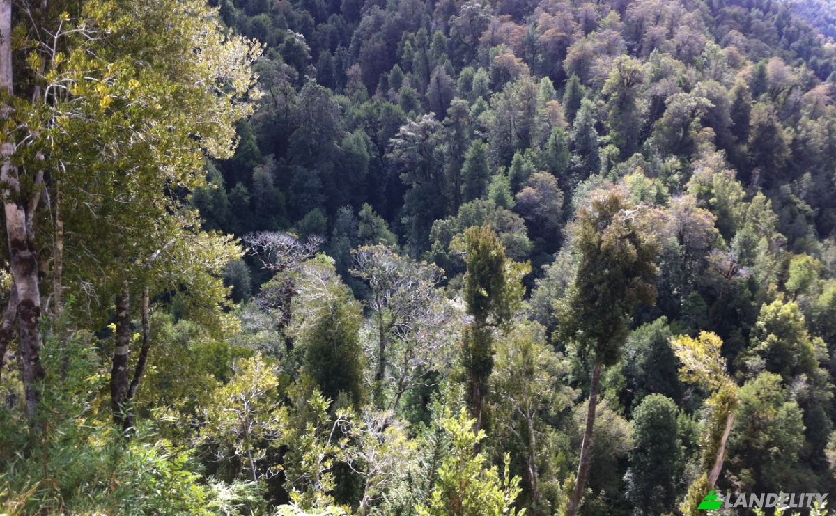 Investing/Development for Sale Fresia, Llanquihue Province, Los Lagos, Chile. Photo 7