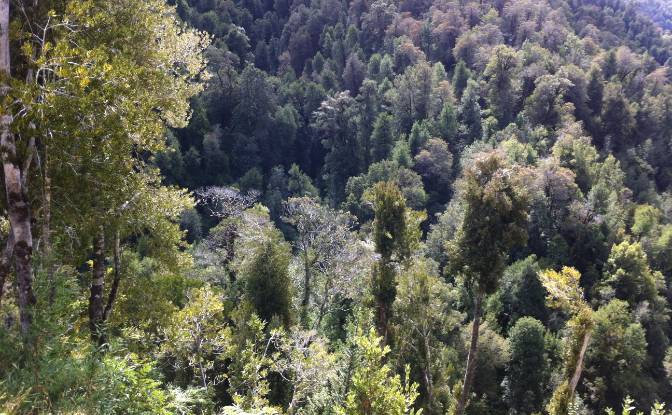 Investing/Development for Sale Fresia. Photo#7 Investing/Development for Sale Fresia. Photo#7