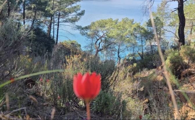 Villa en venta Beycik, Isimsiz Yol. Foto#6