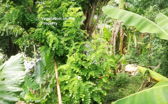Land Lot for Sale Sudimara, Tabanan Regency, Bali. Photo#10 Land Lot for Sale Sudimara, Tabanan Regency, Bali. Photo#10