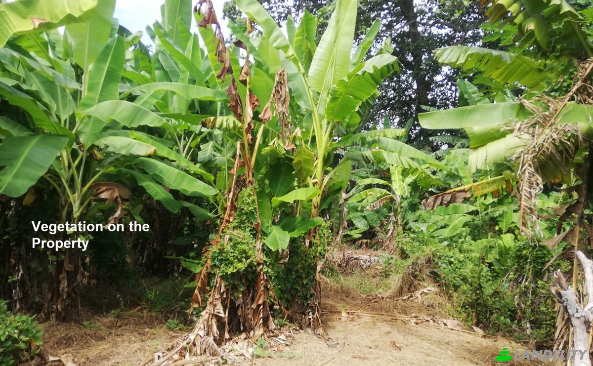 Land Lot for Sale Sudimara, Tabanan Regency, Bali, Indonesia, Tabanan. Photo 9