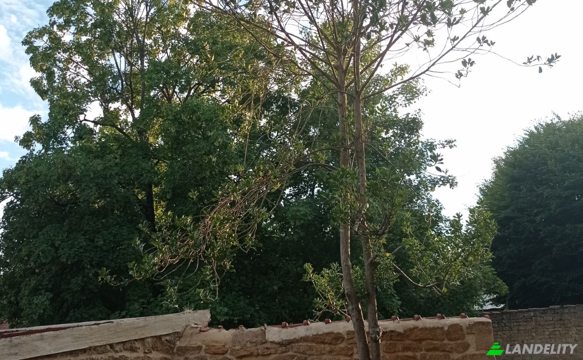 Mansion for Sale 11 Rue General de Gaulle, 55600 Montmedy, Montmedy, Meuse, Grand Est, France. Photo 10