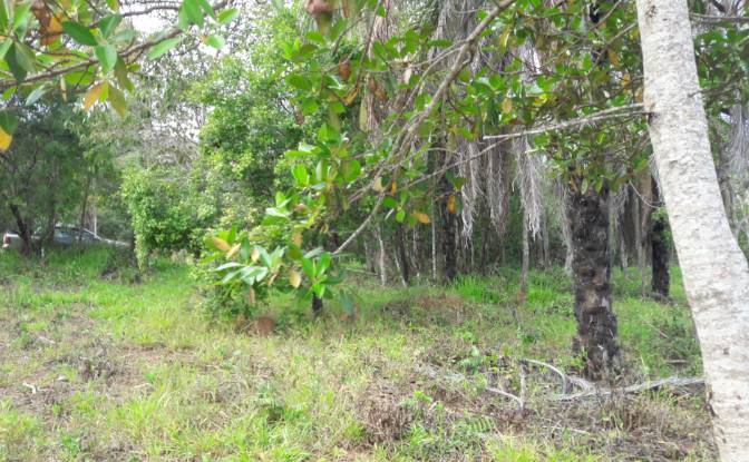 Investing/Development for Sale Albertos, Formiga. Photo#2