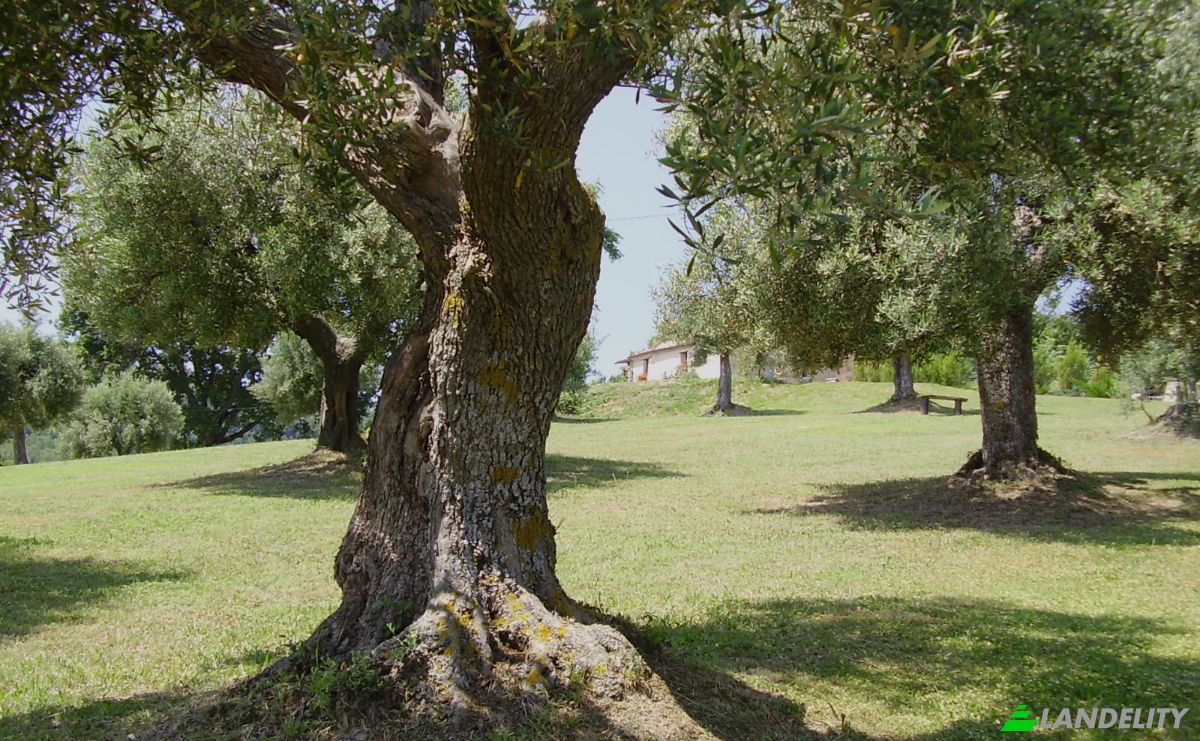 Farm/Ranch for Sale Campi Lunghi, 62011 Cingoli MC, Cingoli, Province of Macerata, Marche, Italy. Photo 5