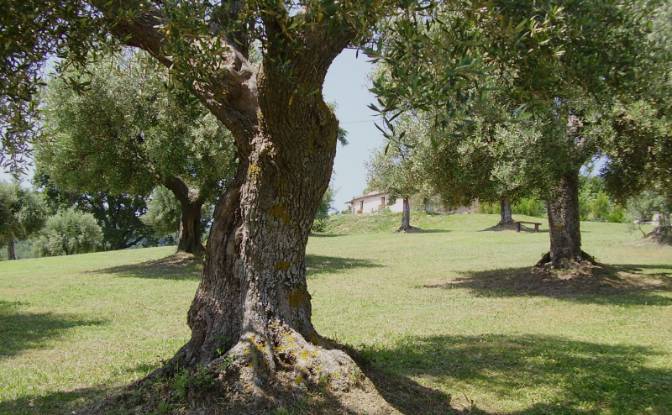 Farm/Ranch for Sale Campi Lunghi, 62011 Cingoli MC. Photo#5
