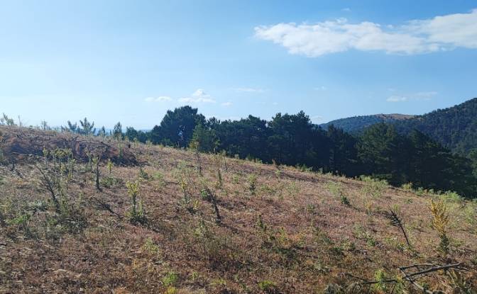 Farm/Ranch for Sale Kocakagan, Akhisar, Manisa. Photo#10 Farm/Ranch for Sale Kocakagan, Akhisar, Manisa. Photo#10
